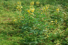 Crotalaria quinquefolia